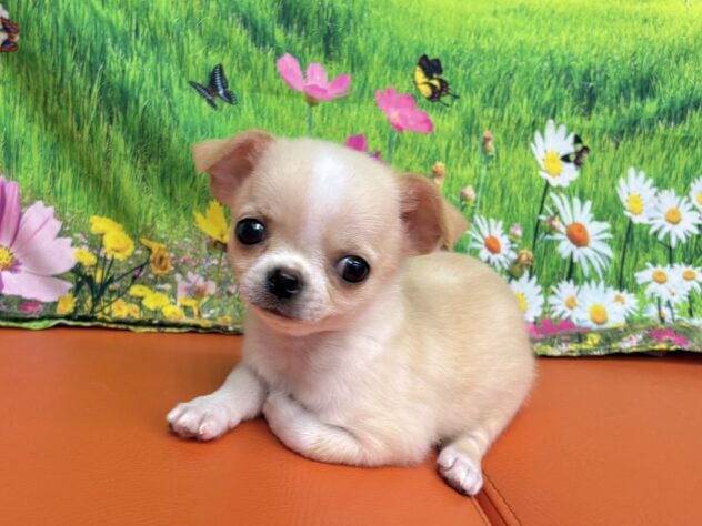 和歌山県のチワワ(ロング) (アミーゴ和歌山太田店/2025年9月6日生まれ/男の子/クリームホワイト)の子犬の2枚目の画像