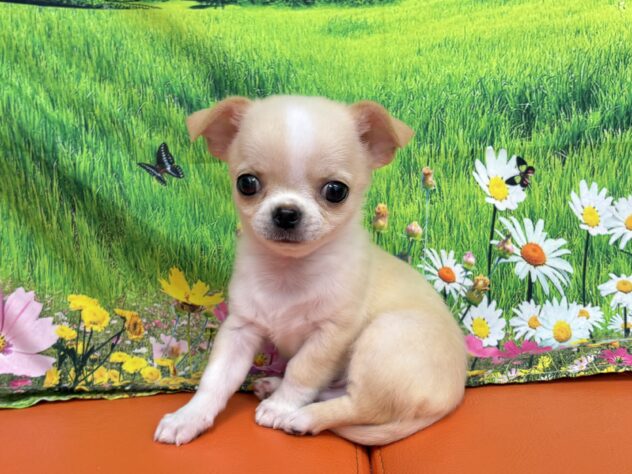 和歌山県のチワワ(ロング) (アミーゴ和歌山太田店/2025年9月6日生まれ/男の子/クリームホワイト)の子犬の3枚目の画像