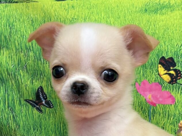 和歌山県のチワワ(ロング) (アミーゴ和歌山太田店/2025年9月6日生まれ/男の子/クリームホワイト)の子犬の1枚目の画像