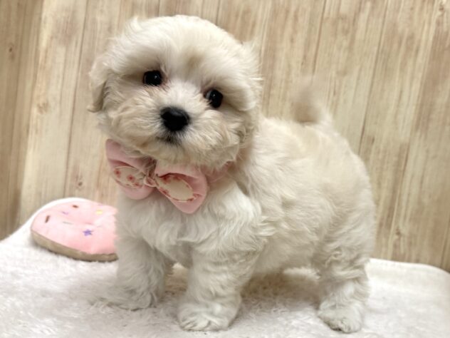 広島県のハーフ犬・ミックス犬 (アミーゴ東深津店/2025年9月7日生まれ/女の子/ホワイト)の子犬の2枚目の画像