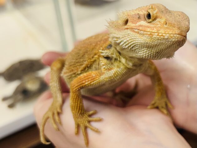 フトアゴヒゲトカゲ 飼育全11点セット 中古美品&新品 フトアゴヒゲトカゲ 飼育全11点セット 中古美品&新品 フトアゴヒゲ