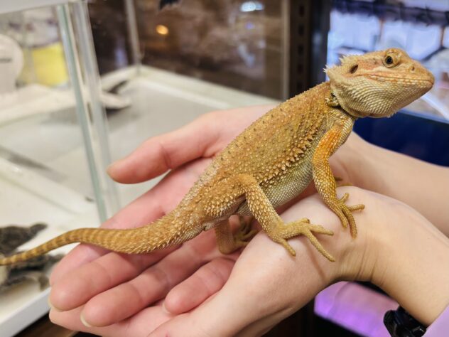 フトアゴヒゲトカゲ | ペットワールド アミーゴ