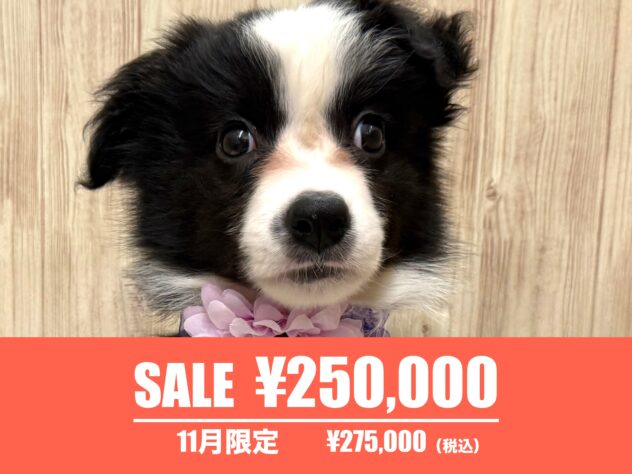 広島県のボーダーコリー (アミーゴ東深津店/2025年8月23日生まれ/女の子/ブラックホワイト)の子犬の1枚目の画像