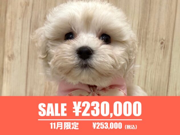 広島県のハーフ犬・ミックス犬 (アミーゴ東深津店/2025年9月7日生まれ/女の子/ホワイト)の子犬の1枚目の画像