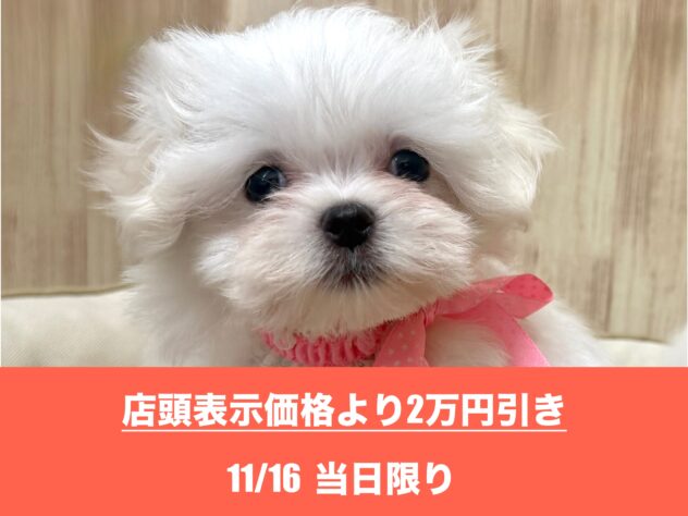 広島県のマルチーズ (アミーゴ東深津店/2025年3月30日生まれ/女の子/ホワイト)の子犬の1枚目の画像