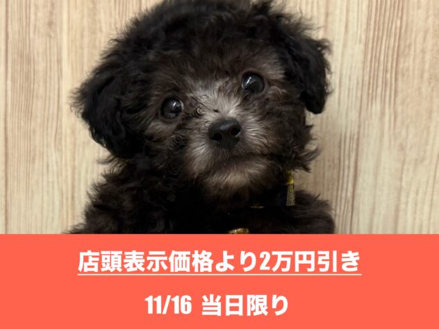 広島県のトイプードル(トイ) (アミーゴ東深津店/2025年4月14日生まれ/男の子/シルバー)の子犬の1枚目の画像