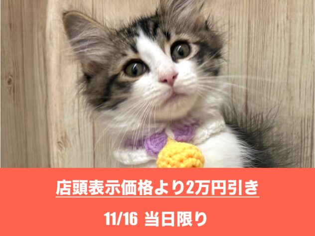 広島県のノルウェージャンフォレストキャット (アミーゴ東深津店/2025年5月18日生まれ/女の子/ブラウンタビーホワイト)の子猫の1枚目の画像