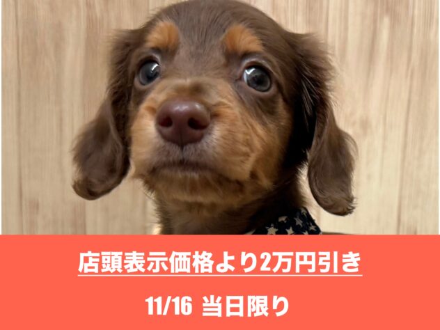 広島県のミニチュアダックスフンド(ロング) (アミーゴ東深津店/2025年5月25日生まれ/男の子/チョコレートタン)の子犬の1枚目の画像