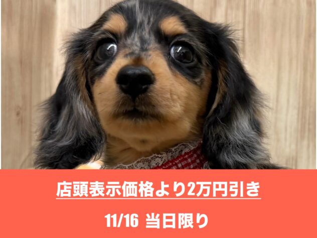 広島県のカニンヘンダックスフンド(ロング) (アミーゴ東深津店/2025年5月24日生まれ/女の子/シルバーダップル)の子犬の1枚目の画像