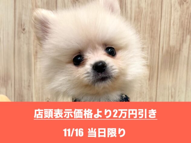 広島県のポメラニアン (アミーゴ東深津店/2025年6月30日生まれ/男の子/クリーム)の子犬の1枚目の画像
