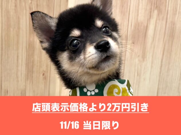 広島県の豆柴 (アミーゴ東深津店/2025年7月8日生まれ/男の子/黒)の子犬の1枚目の画像