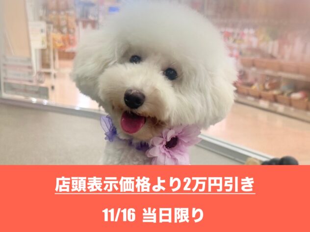 広島県のトイプードル(トイ) (アミーゴ東深津店/2025年2月20日生まれ/女の子/ホワイト)の子犬の1枚目の画像