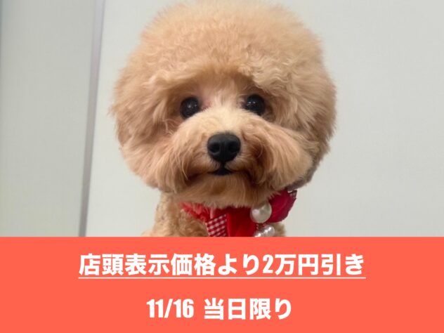 広島県のトイプードル(トイ) (アミーゴ東深津店/2025年2月22日生まれ/女の子/レッド)の子犬の1枚目の画像