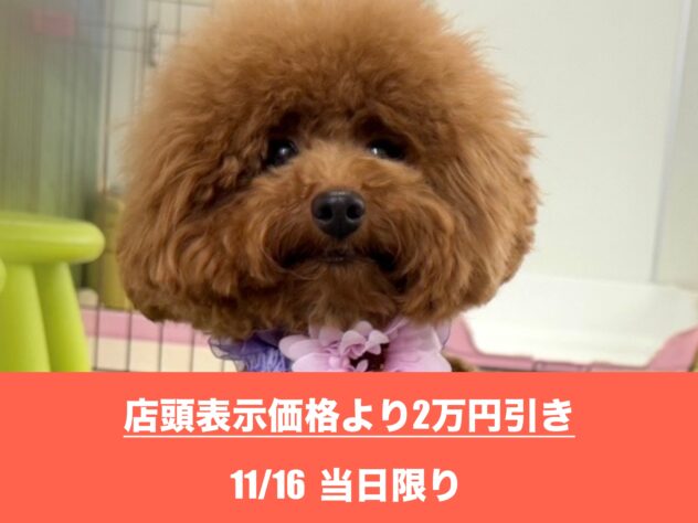 広島県のトイプードル(トイ) (アミーゴ東深津店/2025年1月3日生まれ/女の子/オレンジフォーン)の子犬の1枚目の画像