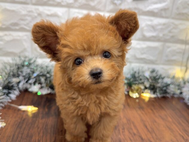 兵庫県のトイプードル(トイ) (ワンキャラット アミーゴ姫路飾磨店/2025年9月14日生まれ/男の子/オレンジフォーン)の子犬の1枚目の画像