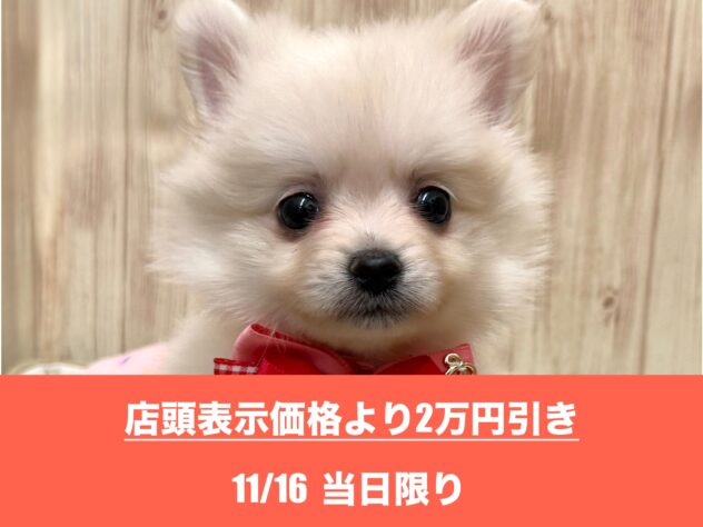 広島県のポメラニアン (アミーゴ東深津店/2025年8月4日生まれ/女の子/クリーム)の子犬の1枚目の画像
