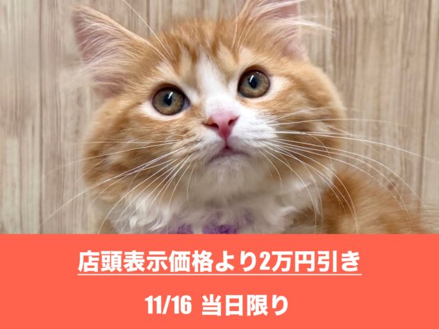 広島県のマンチカン (アミーゴ東深津店/2025年7月30日生まれ/女の子/レッドタビーホワイト)の子猫の1枚目の画像