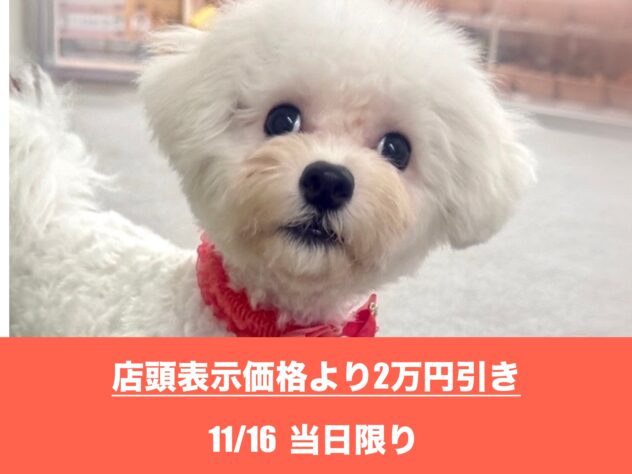 広島県のビションフリーゼ (アミーゴ東深津店/2025年5月9日生まれ/女の子/ホワイト)の子犬の1枚目の画像