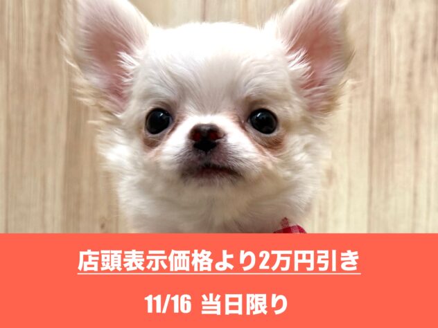 広島県のチワワ(ロング) (アミーゴ東深津店/2025年8月28日生まれ/女の子/クリーム)の子犬の1枚目の画像