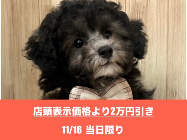 広島県のトイプードル(トイ) (アミーゴ東深津店/2025年8月25日生まれ/女の子/シルバー)の子犬の1枚目の画像