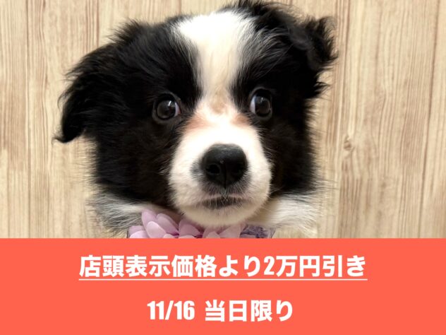 広島県のボーダーコリー (アミーゴ東深津店/2025年8月23日生まれ/女の子/ブラックホワイト)の子犬の1枚目の画像