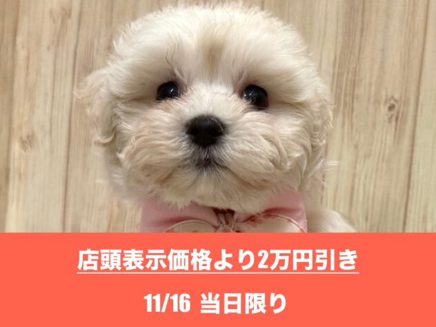 広島県のハーフ犬・ミックス犬 (アミーゴ東深津店/2025年9月7日生まれ/女の子/ホワイト)の子犬の1枚目の画像