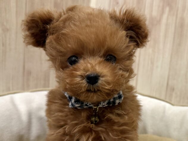 広島県のトイプードル(トイ) (アミーゴ東深津店/2025年9月15日生まれ/男の子/レッドフォーン)の子犬