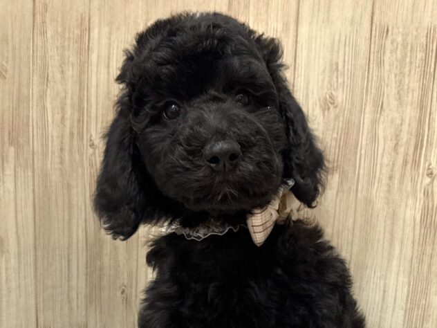 広島県のスタンダードプードル (アミーゴ東深津店/2025年9月20日生まれ/女の子/ブラック)の子犬