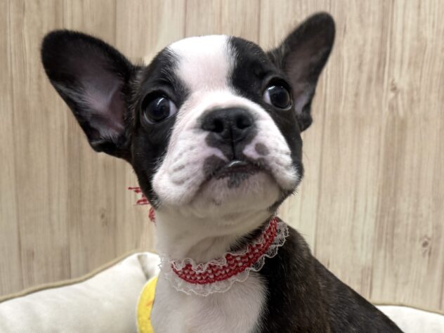 広島県のフレンチブルドッグ (アミーゴ東深津店/2025年9月15日生まれ/女の子/パイド)の子犬