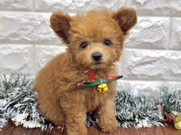 兵庫県のトイプードル(トイ) (ワンキャラット アミーゴ姫路飾磨店/2025年9月14日生まれ/男の子/オレンジフォーン)の子犬の4枚目の画像