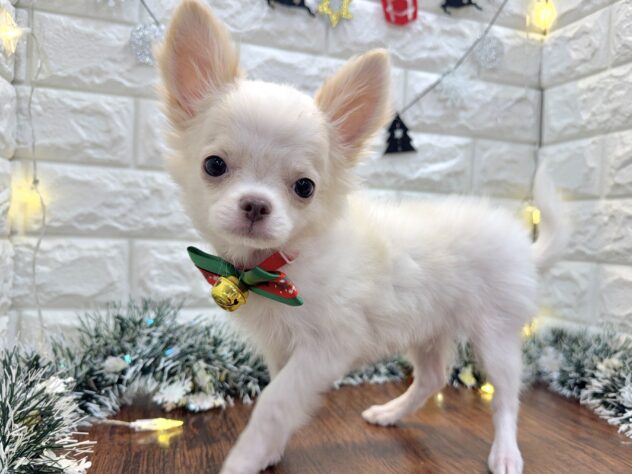 兵庫県のチワワ(ロング) (ワンキャラット アミーゴ姫路飾磨店/2025年8月8日生まれ/男の子/ホワイトクリーム)の子犬の3枚目の画像