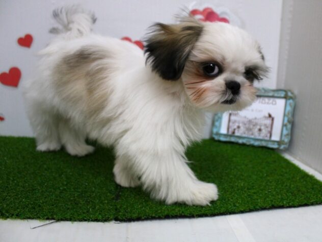 兵庫県のシーズー (ペット・プラザ アミーゴ尼崎昭和通店/2025年9月15日生まれ/男の子/ホワイトゴールド)の子犬の4枚目の画像