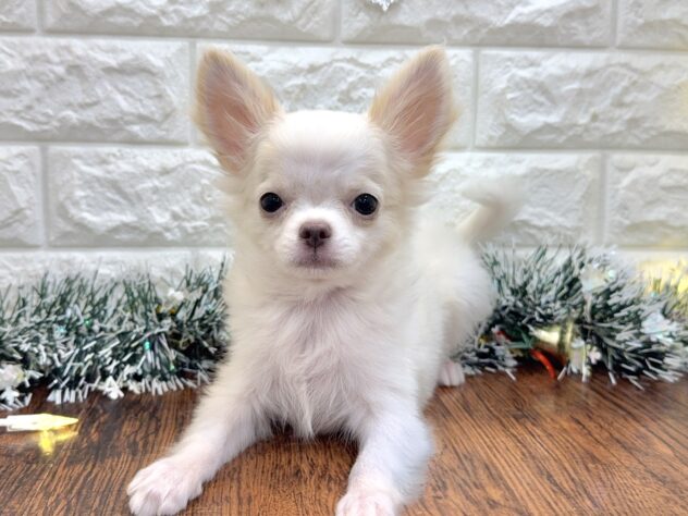 兵庫県のチワワ(ロング) (ワンキャラット アミーゴ姫路飾磨店/2025年8月8日生まれ/男の子/ホワイトクリーム)の子犬の4枚目の画像