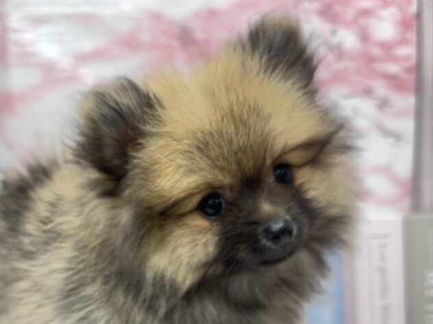 岡山県のポメラニアン (ワンキャラット アミーゴ高屋店/2025年8月28日生まれ/女の子/ウルフセーブル)の子犬の1枚目の画像