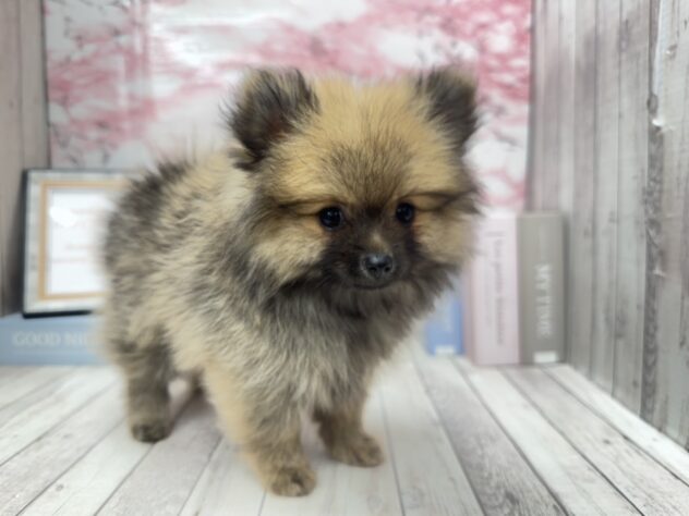 岡山県のポメラニアン (ワンキャラット アミーゴ高屋店/2025年8月28日生まれ/女の子/ウルフセーブル)の子犬の2枚目の画像