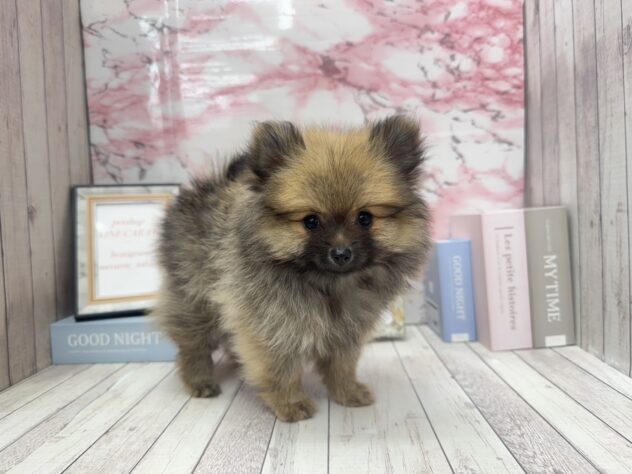 岡山県のポメラニアン (ワンキャラット アミーゴ高屋店/2025年8月28日生まれ/女の子/ウルフセーブル)の子犬の3枚目の画像