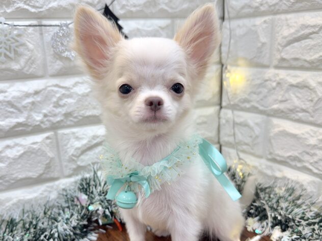 兵庫県のチワワ(ロング) (ワンキャラット アミーゴ姫路飾磨店/2025年8月8日生まれ/男の子/ホワイトクリーム)の子犬の1枚目の画像