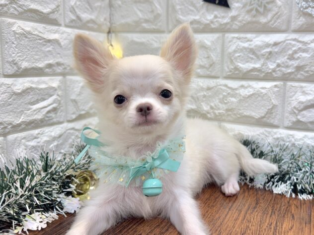 兵庫県のチワワ(ロング) (ワンキャラット アミーゴ姫路飾磨店/2025年8月8日生まれ/男の子/ホワイトクリーム)の子犬の2枚目の画像