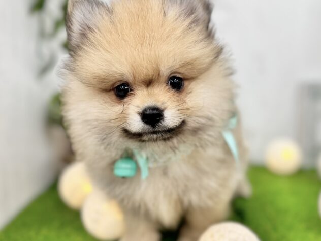 香川県のポメラニアン (ワンキャラット アミーゴ高松店/2025年9月5日生まれ/男の子/ウルフセーブル)の子犬の3枚目の画像