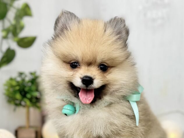 香川県のポメラニアン (ワンキャラット アミーゴ高松店/2025年9月5日生まれ/男の子/ウルフセーブル)の子犬の1枚目の画像