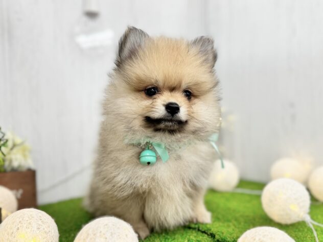 香川県のポメラニアン (ワンキャラット アミーゴ高松店/2025年9月5日生まれ/男の子/ウルフセーブル)の子犬の2枚目の画像