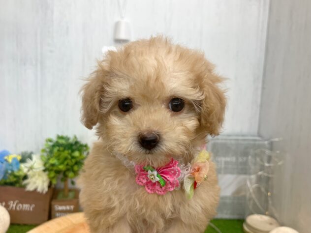 香川県のハーフ犬・ミックス犬 (ワンキャラット アミーゴ高松店/2025年9月10日生まれ/女の子/アプリコット)の子犬の1枚目の画像