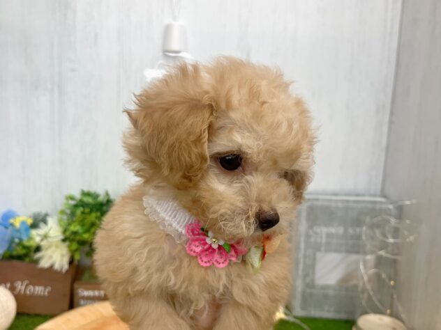 香川県のハーフ犬・ミックス犬 (ワンキャラット アミーゴ高松店/2025年9月10日生まれ/女の子/アプリコット)の子犬の3枚目の画像