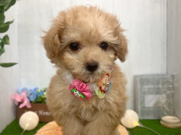 香川県のハーフ犬・ミックス犬 (ワンキャラット アミーゴ高松店/2025年9月10日生まれ/女の子/アプリコット)の子犬の2枚目の画像