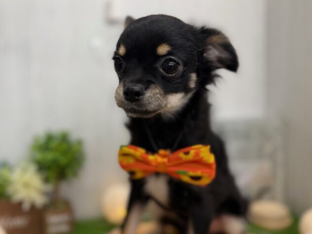 香川県のチワワ(ロング) (ワンキャラット アミーゴ高松店/2025年5月14日生まれ/男の子/ブラックタン)の子犬の3枚目の画像