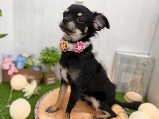 香川県のチワワ(ロング) (ワンキャラット アミーゴ高松店/2025年5月14日生まれ/男の子/ブラックタン)の子犬の2枚目の画像