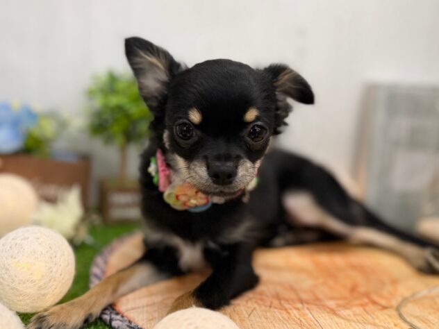 香川県のチワワ(ロング) (ワンキャラット アミーゴ高松店/2025年5月14日生まれ/男の子/ブラックタン)の子犬の1枚目の画像