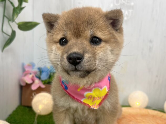 香川県の豆柴 (ワンキャラット アミーゴ高松店/2025年9月16日生まれ/女の子/赤)の子犬の3枚目の画像