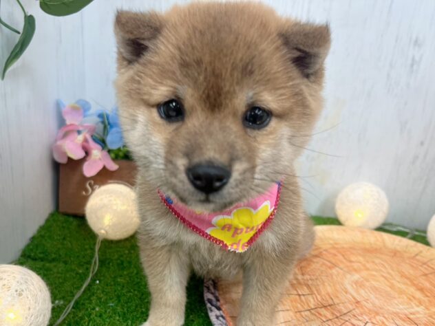 香川県の豆柴 (ワンキャラット アミーゴ高松店/2025年9月16日生まれ/女の子/赤)の子犬の1枚目の画像