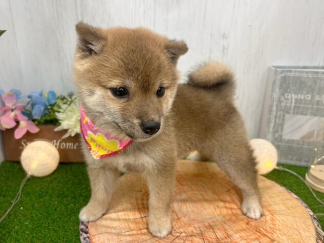 香川県の豆柴 (ワンキャラット アミーゴ高松店/2025年9月16日生まれ/女の子/赤)の子犬の2枚目の画像